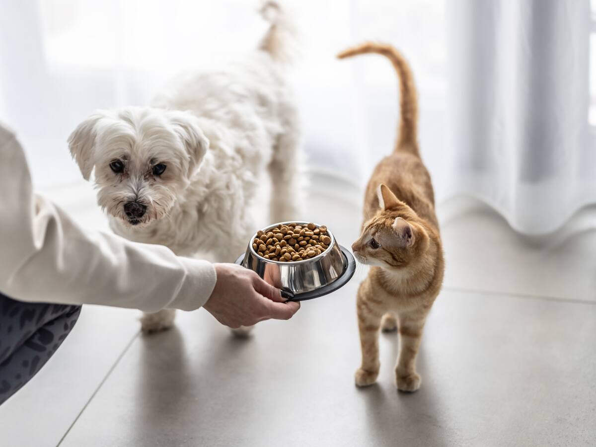 ¿Tu mascota está comiendo bien? Experto explica cómo leer correctamente las etiquetas de los alimentos