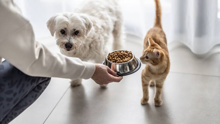 ¿Tu mascota está comiendo bien? Experto explica cómo leer correctamente las etiquetas de los alimentos