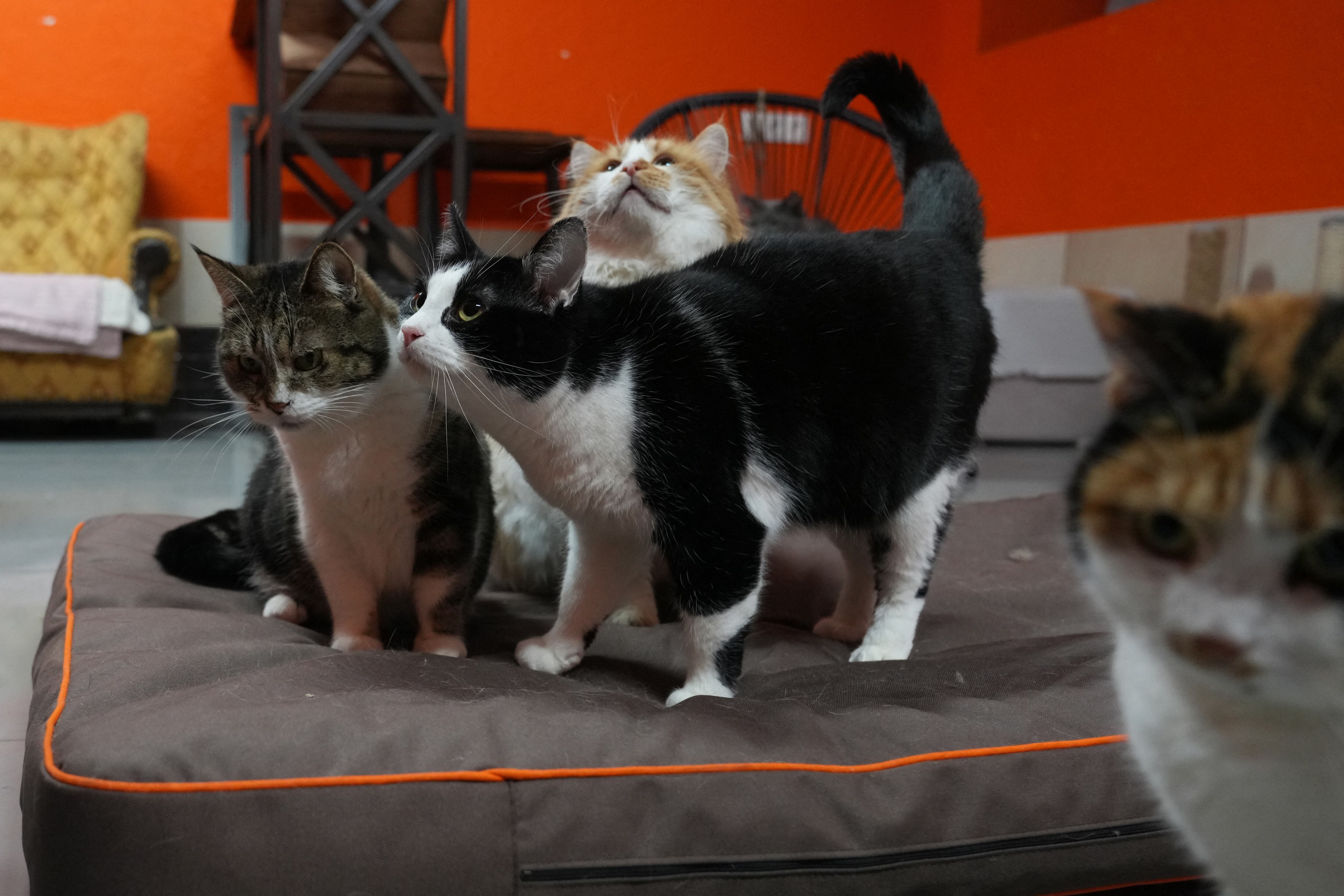 Cats, mostly evacuated from combat zones, sit on a mat at the Hatul madan animal shelter experiencing low temperatures inside its premises due to regular power cuts in Kyiv on January 21, 2026, amid the Russian invasion of Ukraine. (Photo by OLEKSII FILIPPOV / AFP via Getty Images)