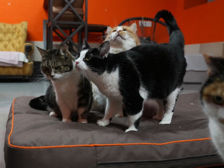 Cats, mostly evacuated from combat zones, sit on a mat at the Hatul madan animal shelter experiencing low temperatures inside its premises due to regular power cuts in Kyiv on January 21, 2026, amid the Russian invasion of Ukraine. (Photo by OLEKSII FILIPPOV / AFP via Getty Images)