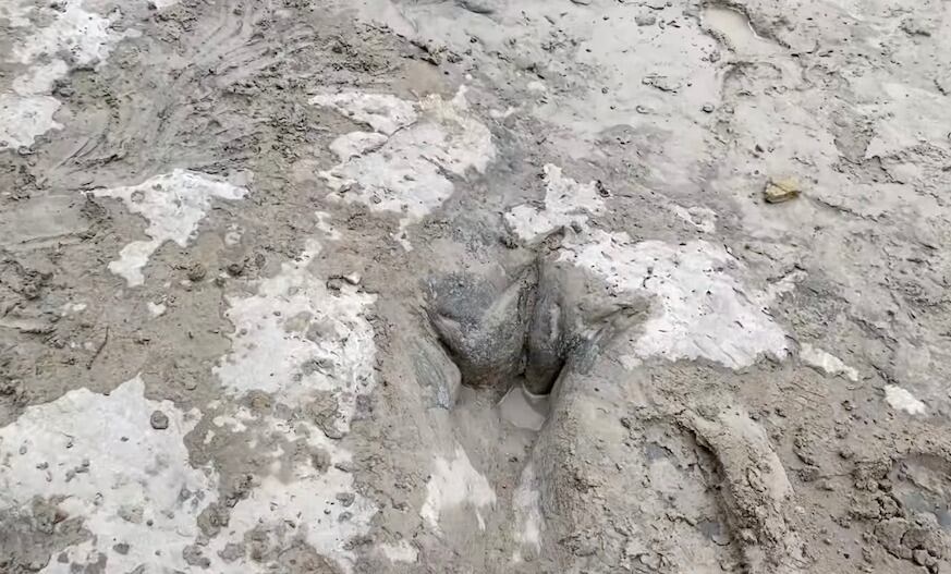 Las huellas halladas en el Parque Nacional del Valle de Dinosaurios en Texas