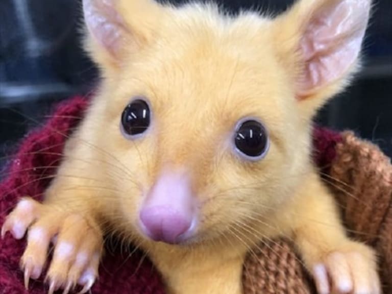Pikachu existe: descubren zarigüeya de pelaje amarillo en Australia