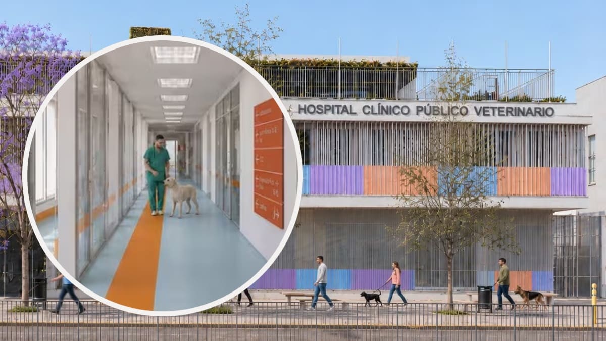 Con 4 quirófanos, UCI y 3 pisos: así será el primer Hospital Público Veterinario de la RM y su fecha de apertura