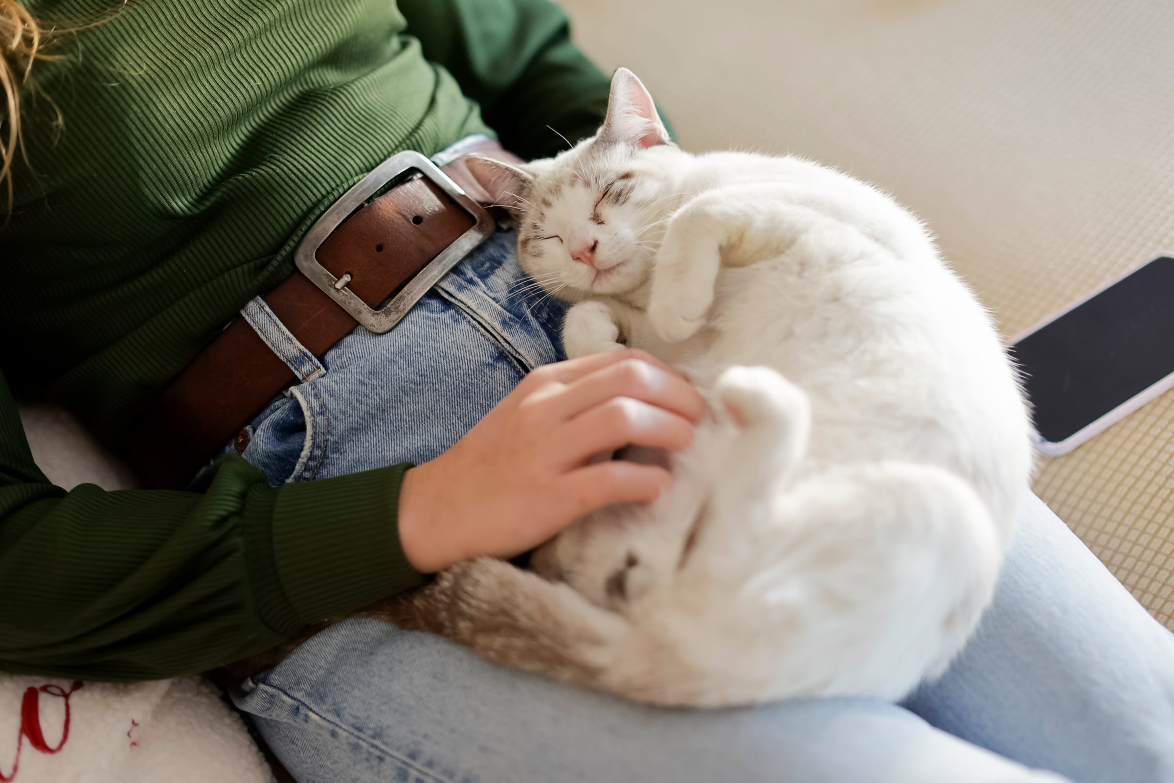 Científicos revelan qué lado prefieren los gatos al dormir (y lo que eso significa)