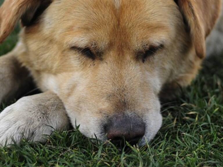 Esta es la condena de los autores de la muerte del perro Cholito