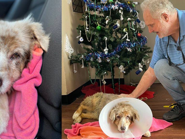 Perrita se reencuentra con su familia tras siete años perdida