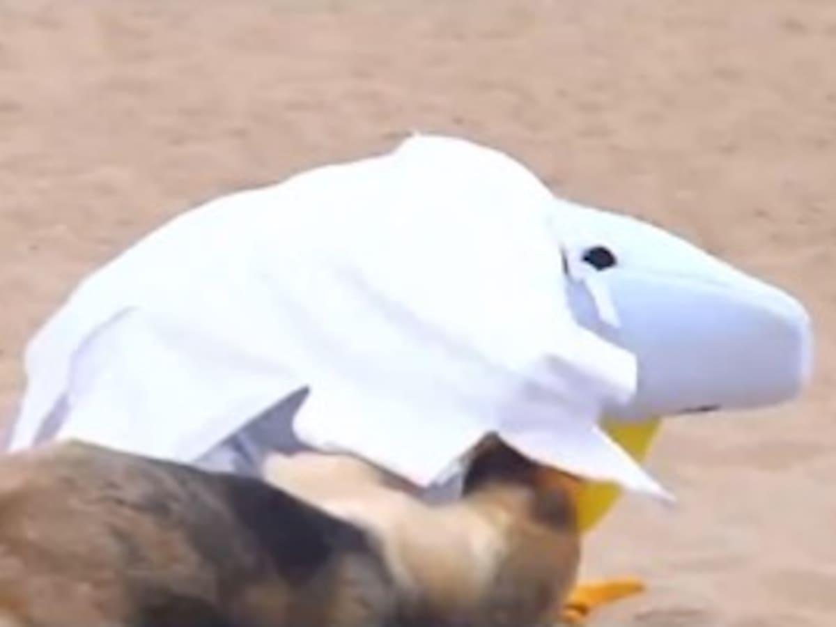 Gavioteke, mascota oficial de Buenos días a todos en verano, es “atacada” por un perro durante transmisión en directo desde la playa