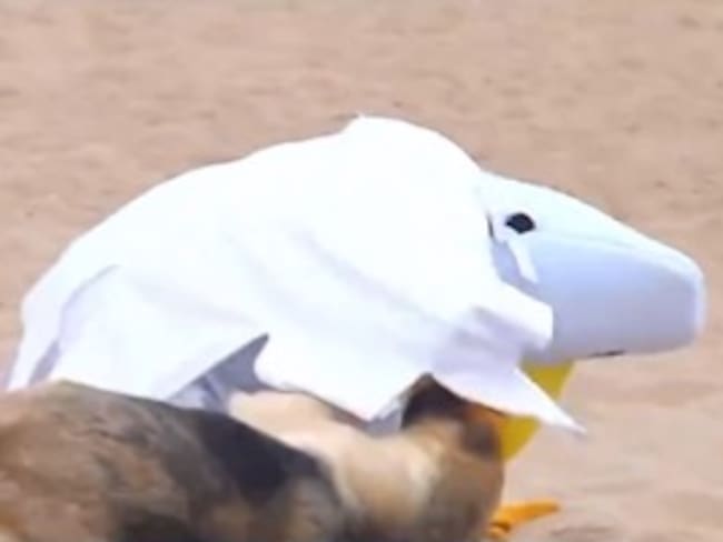 Gavioteke, mascota oficial de Buenos días a todos en verano, es “atacada” por un perro durante transmisión en directo desde la playa