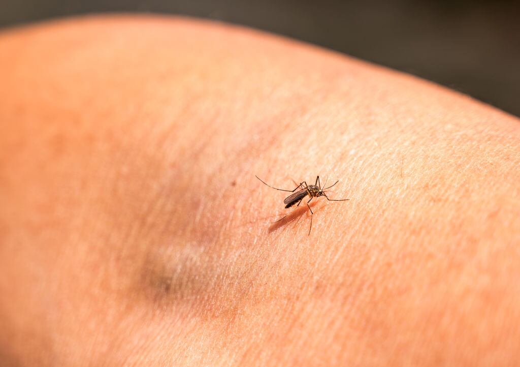 El mosquito Anopheles mosquito que infecta el parásito de la malaria