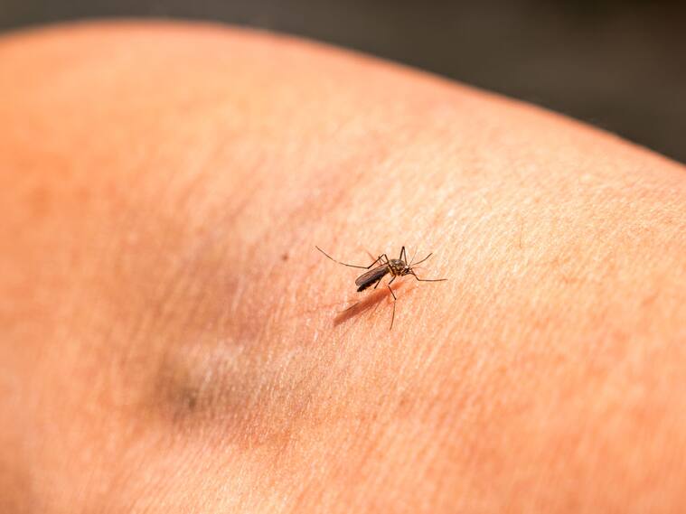 El mosquito Anopheles mosquito que infecta el parásito de la malaria