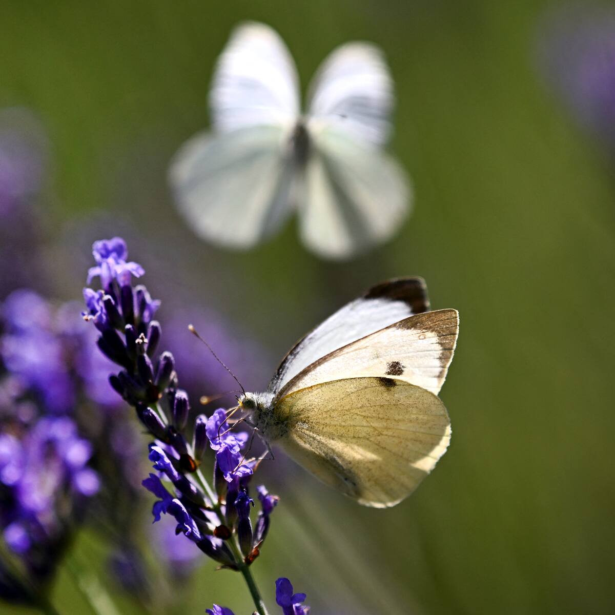 Hallazgo científico en Chile: descubren tres nuevas especies de mariposas, una de ellas en la Región Metropolitana