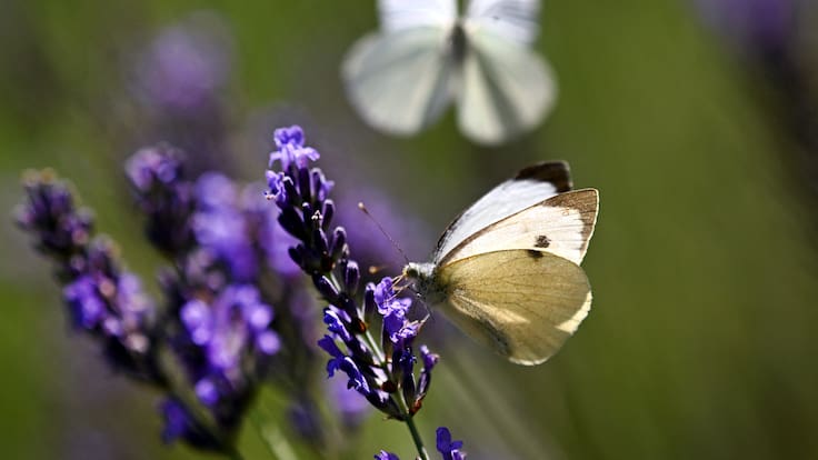 Hallazgo científico en Chile: descubren tres nuevas especies de mariposas, una de ellas en la Región Metropolitana