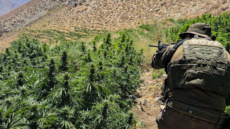 Carabineros decomisa más de 20.000 plantas de marihuana en Monte Patria: incautación es de las más grandes de la historia en la región de Coquimbo