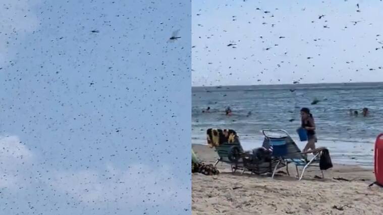 “Un apocalipsis”: sorprendente plaga de libélulas invade playa de EE.UU. y aterroriza a los visitantes