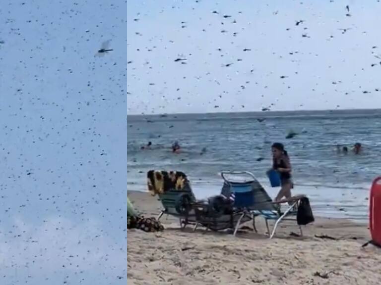“Un apocalipsis”: sorprendente plaga de libélulas invade playa de EE.UU. y aterroriza a los visitantes