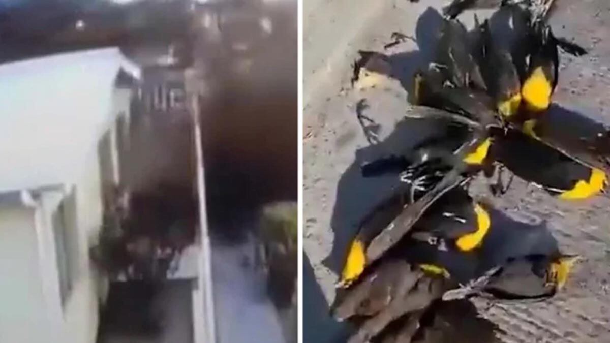 Aves de video viral en México