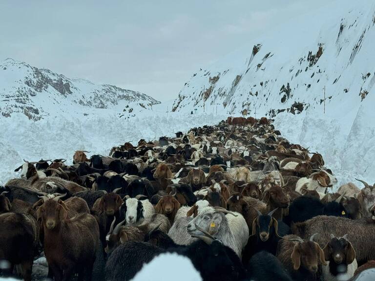 Arrieros del Maule piden ayuda por animales atrapados hace días en la cordillera