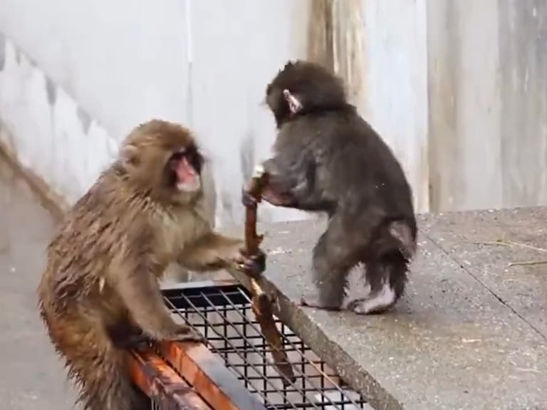 Abandonada, pero nunca sola: Organización animalista pide trasladar a la mona Punch a un santuario