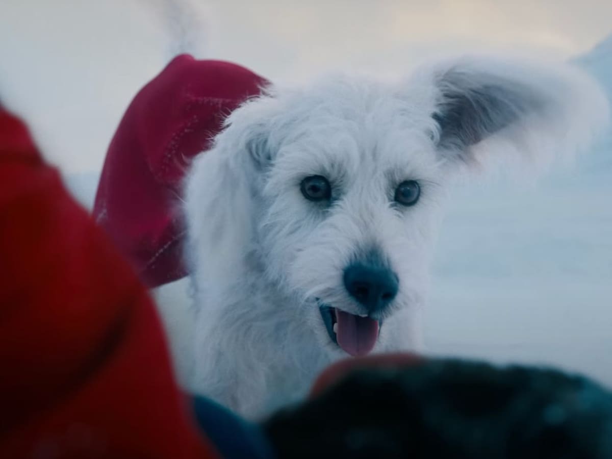 “Superman”: el impacto de Krypto traspasó las pantallas y ha influido directamente en la adopción de perros alrededor del mundo