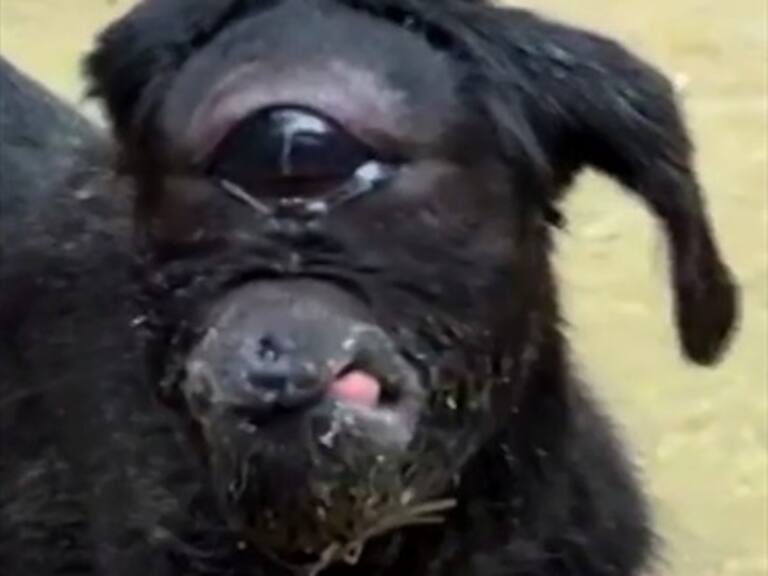 El raro chivo cíclope que perturba a los indios