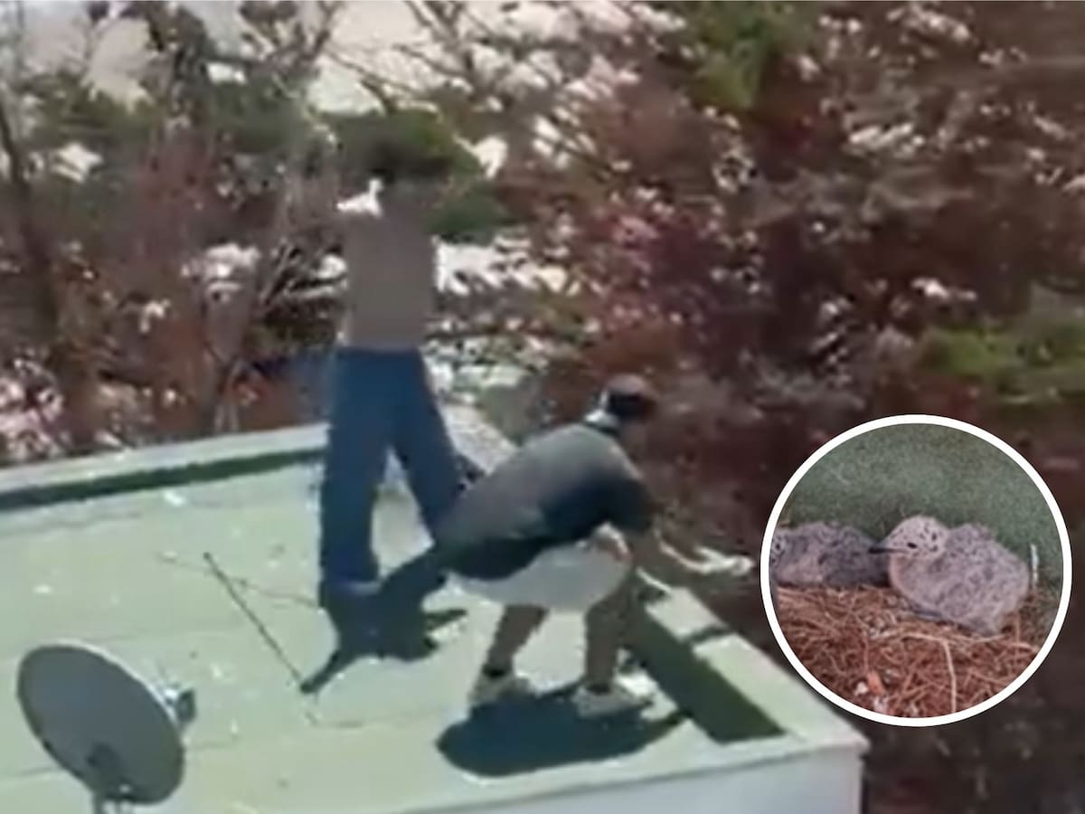 “Volvieron a sus nidos”: así fue el rescate de los polluelos de gaviota lanzados desde azotea en Maitencillo