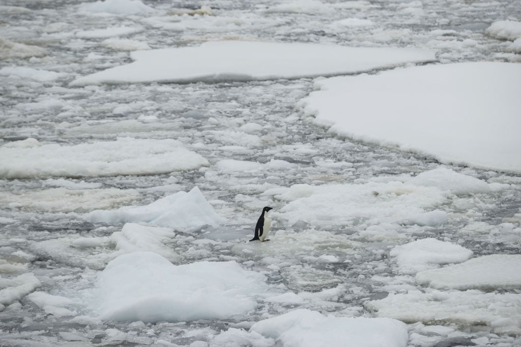 Un pingüino flota sobre hielo que se descongela en la Antártica