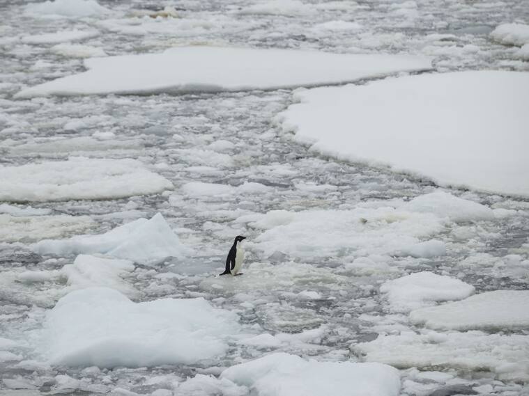 Un pingüino flota sobre hielo que se descongela en la Antártica