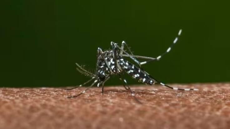 Aumentan a 20 los casos de dengue en Rapa Nui: alcalde pide eliminar al mosquito Aedes aegypti de la isla 