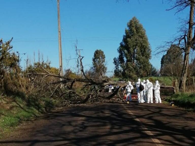 Motociclista murió al chocar contra árbol derribado en medio de un camino en La Araucanía
