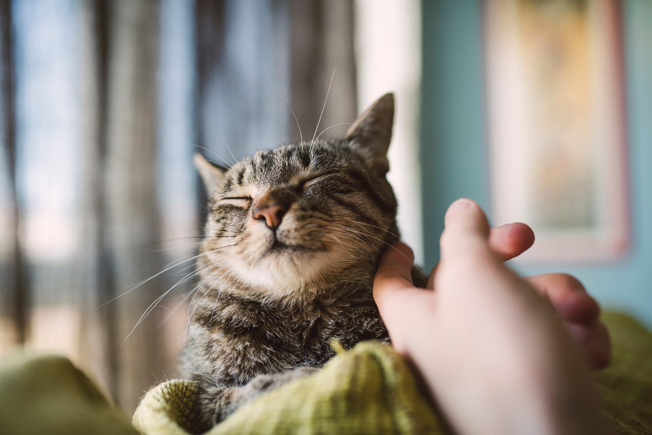 Estos son los diez nombres que nunca deberías ponerle a un gato, según una IA