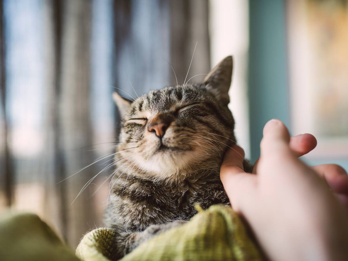 Estos son los diez nombres que nunca deberías ponerle a un gato, según una IA
