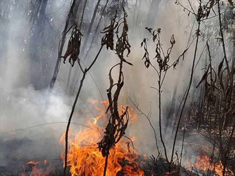 Los incendios forestales ya consumen medio millón de hectáreas en Bolivia