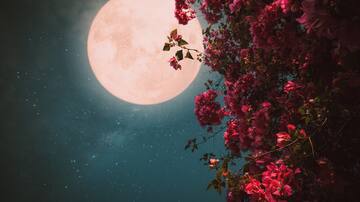 Luna de Flores 2024 en Chile: qué es, por qué se llama así y cuándo se podrá ver