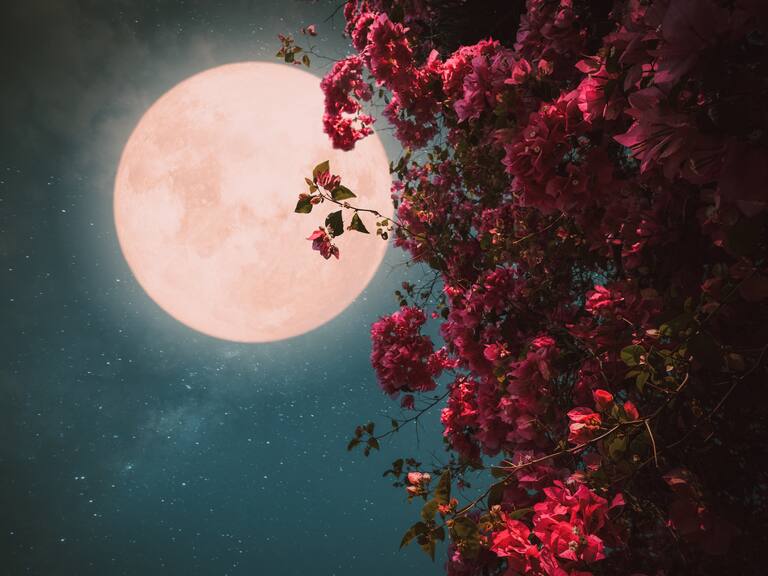 Luna de Flores 2024 en Chile: qué es, por qué se llama así y cuándo se podrá ver