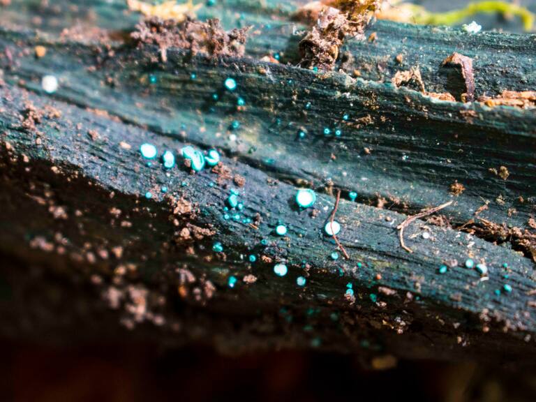 Investigadores chilenos crean materiales de construcción a partir de hongos