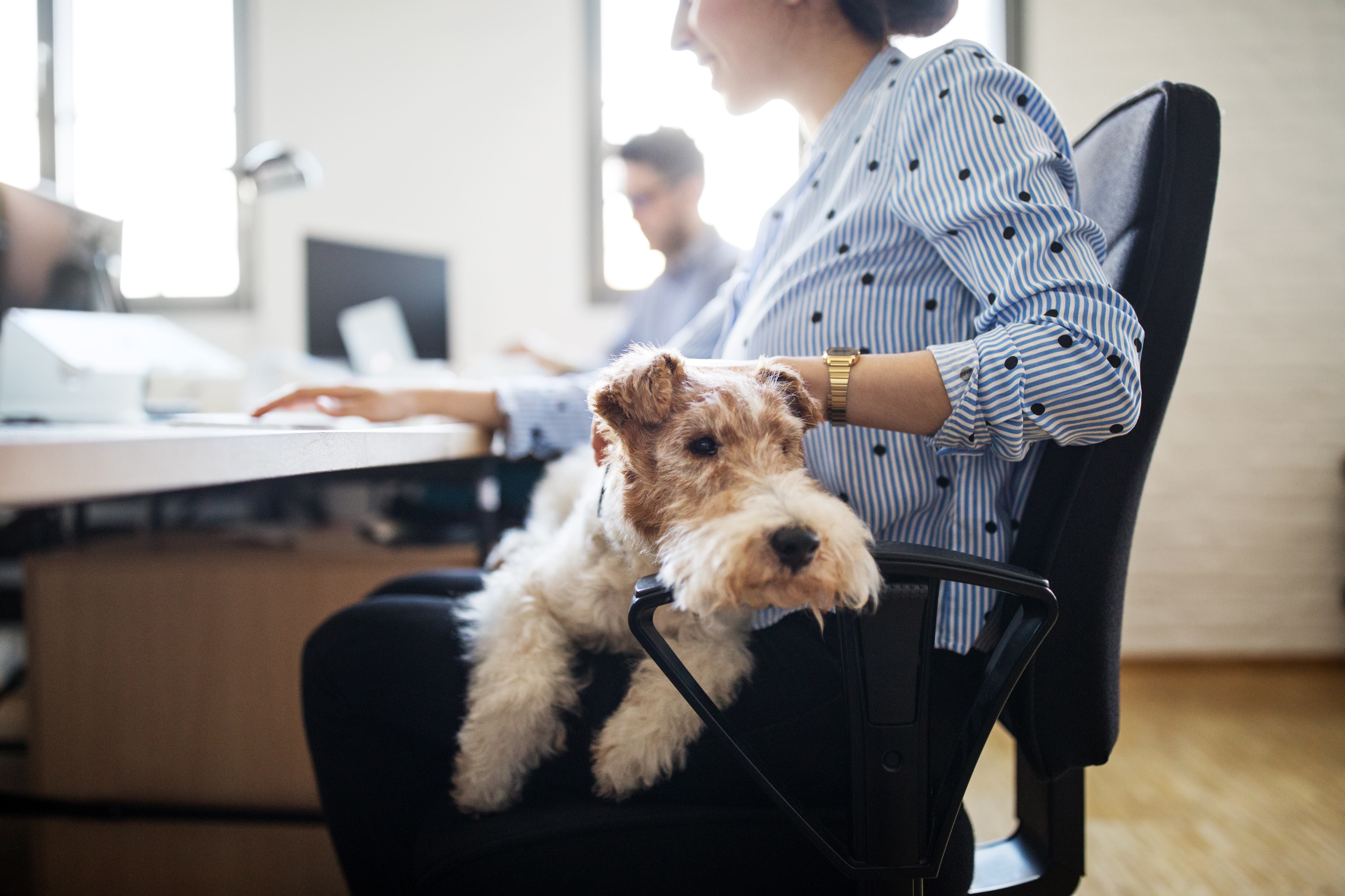 Midsection of businesswoman stroking dog sitting on lap while working at desk in creative office