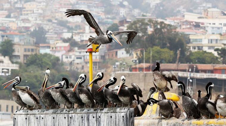 Gripe aviar, pelícanos, 1024x576 jpg ok