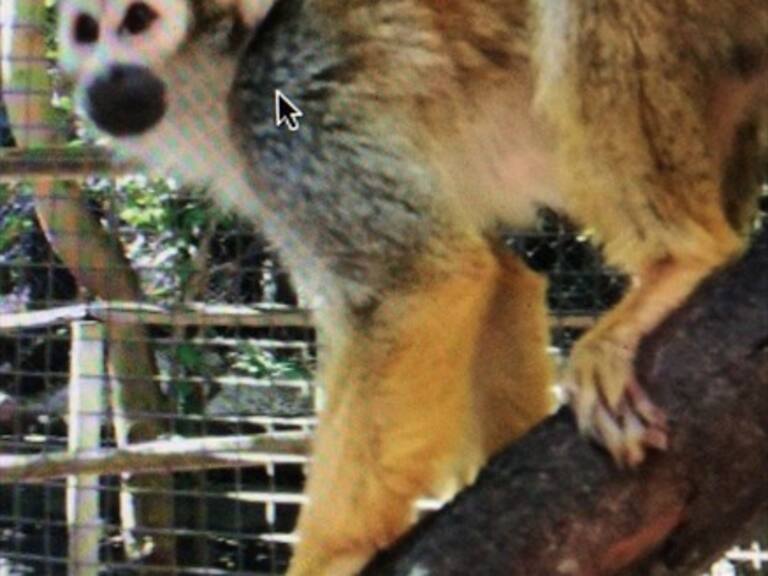 Centro de Rehabilitacion y Rescate de Primates de Peñaflor denunció robo de monos