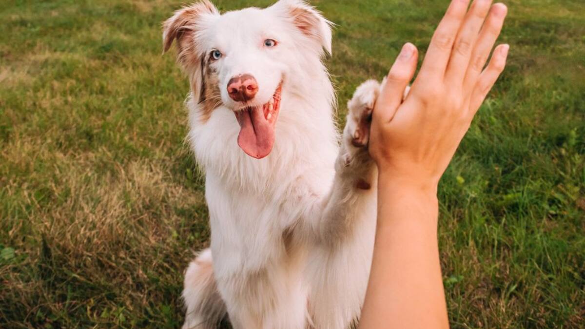 Chile hace historia: se convierte en el primer país de Sudamérica en eliminar la rabia transmitida de perros a humanos