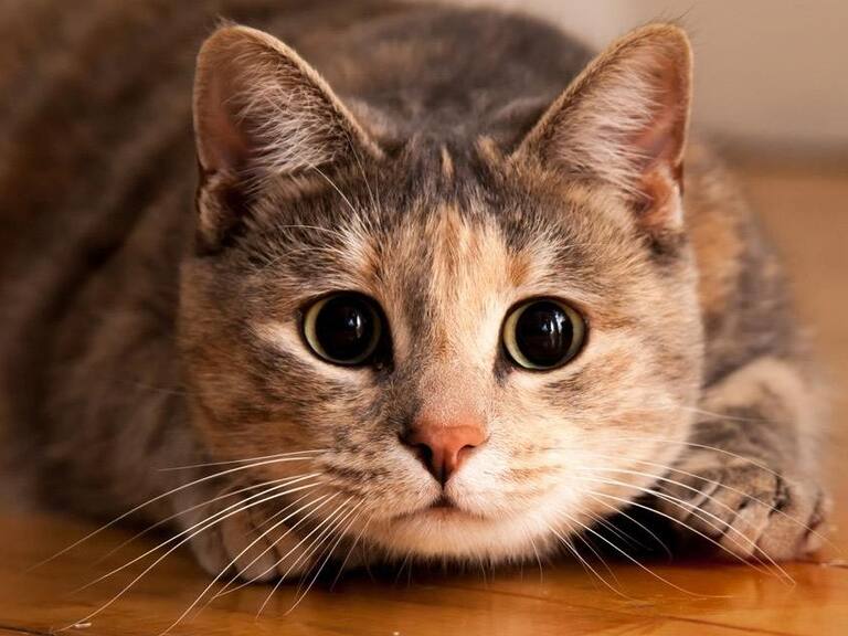 ¿Celos? Gatito se hace viral por la mirada que le lanza a su dueño cuando toca a otro felino
