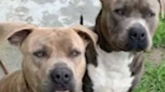 Perro Pitbull