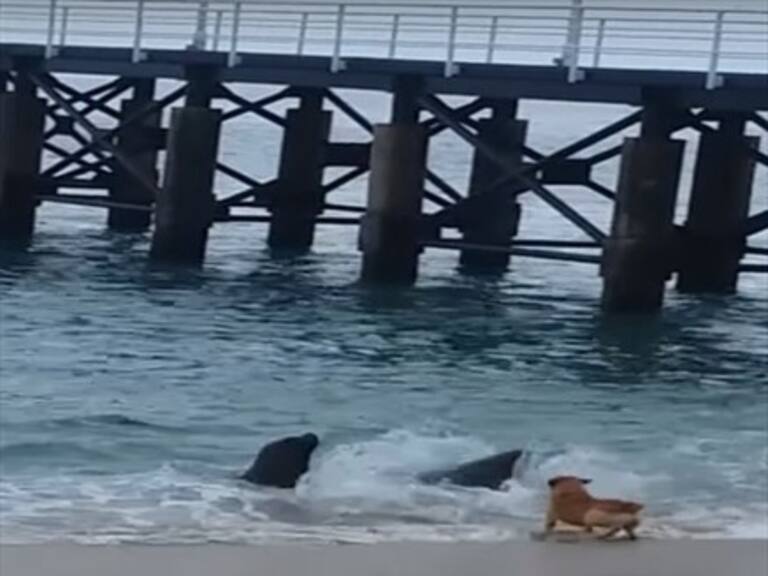 El épico relato de una pelea entre un perro y dos lobos marinos