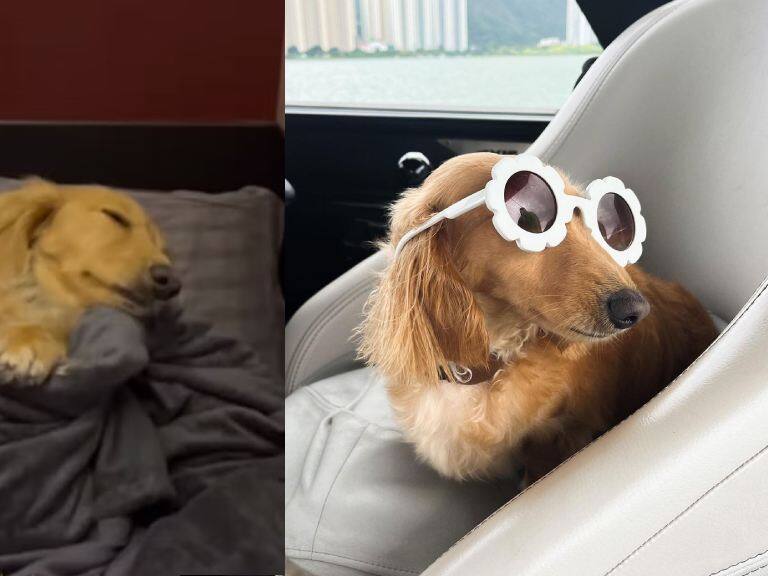 «Es mi hija»: mujer defiende llevar a su perrita en primera clase de un avión