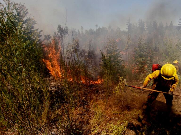 Incendio forestal en Chiguayante y Hualqui sigue en combate y ya ha consumido 15 hectáreas