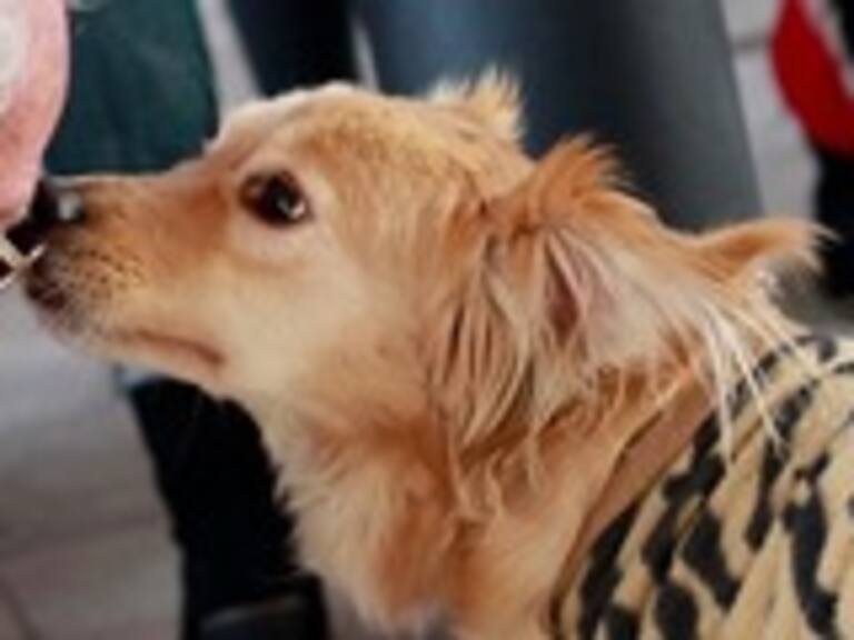 Veterinarios japoneses revelaron el mecanismo del amor entre perros y humanos