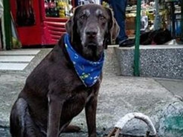 Perrito que realizaba delivery fue asaltado en Colombia