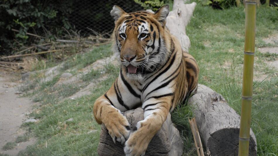 Vacuna animales Buin Zoo