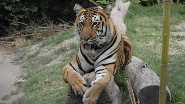 Vacuna animales Buin Zoo