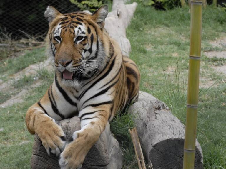 Vacuna animales Buin Zoo