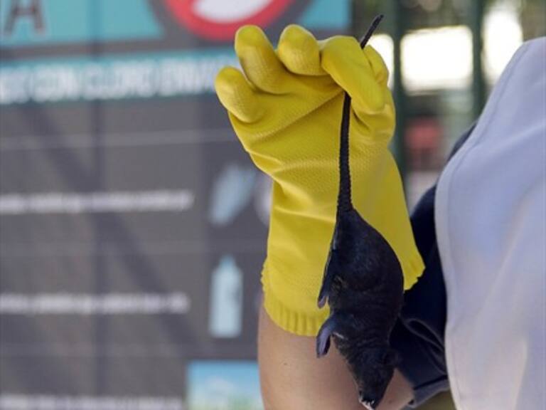 Científicos chilenos aseguran haber encontrado la cura al virus Hanta